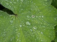 Regentropfen auf Blatt